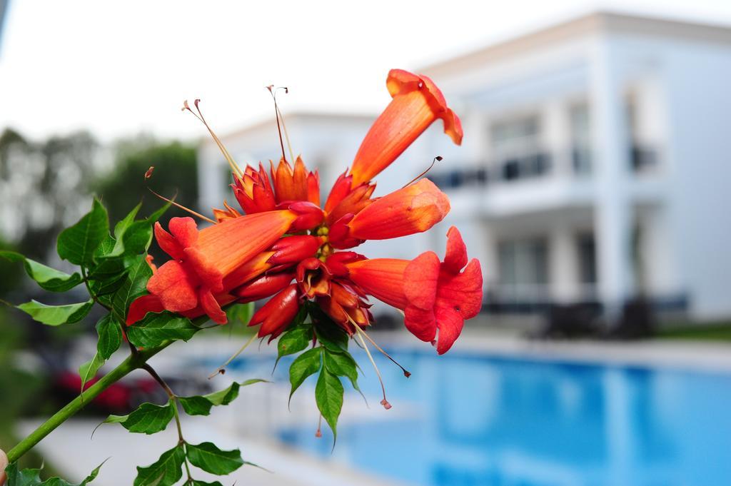 Delita Suite Hotel Turkbuku Göltürkbükü Buitenkant foto